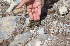 Acalypha monostachya