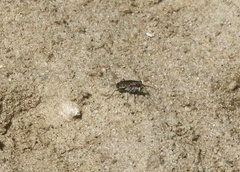 Cicindela repanda