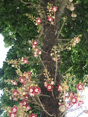 Couroupita guianensis