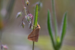 Rhodometra sacraria