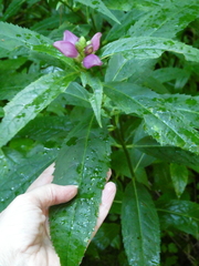Chelone obliqua erwiniae
