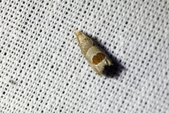 Notocelia uddmanniana