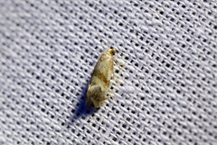 Phalonidia contractana