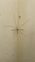 Tipula furca