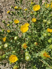 Grindelia squarrosa