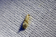 Phalonidia contractana