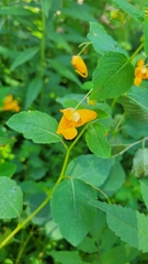 Impatiens capensis