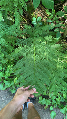 Athyrium