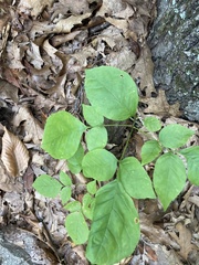 Fraxinus pennsylvanica