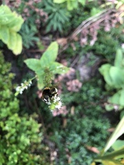 Eristalis intricaria