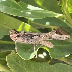 Acrotylus insubricus