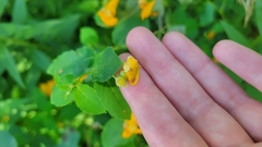 Impatiens capensis