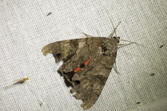 Catocala nupta