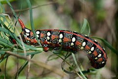 Hyles euphorbiae