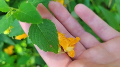 Impatiens capensis