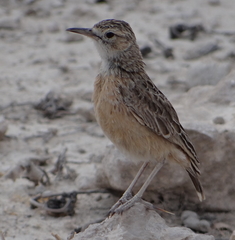 Chersomanes albofasciata