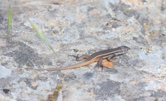 Psammodromus algirus