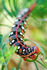 Hyles euphorbiae