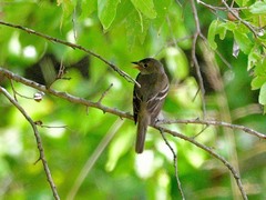 Empidonax