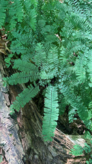 Adiantum pedatum