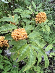 Sambucus