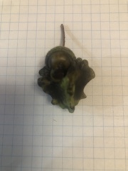 Andricus quercuscalicis