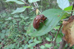 Neotibicen canicularis