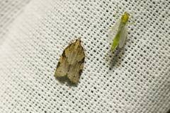 Clepsis spectrana