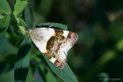 Acontia lucida