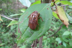 Neotibicen canicularis