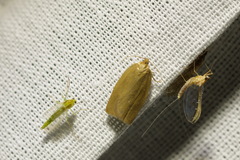 Aphelia viburnana