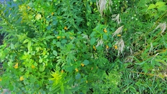 Impatiens capensis