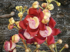 Couroupita guianensis