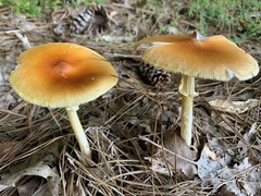 Amanita fulva