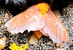 Anisota virginiensis