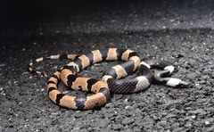 Lycodon liuchengchaoi