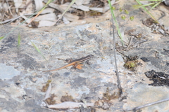 Psammodromus algirus
