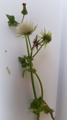 Sonchus oleraceus
