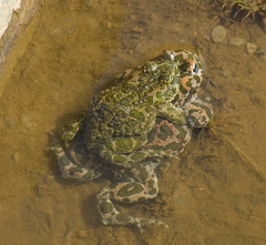 Bufotes viridis