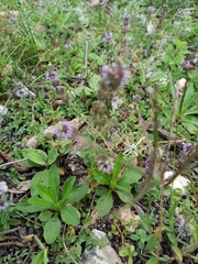 Mentha pulegium