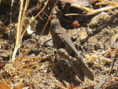 Trimerotropis fontana