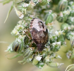 Peribalus strictus vernalis