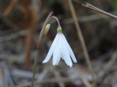 Acis autumnalis