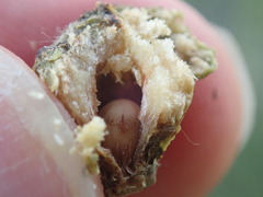 Disholcaspis bassetti