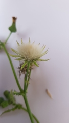 Sonchus oleraceus
