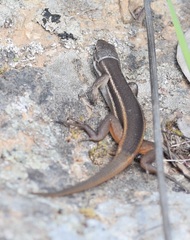 Psammodromus algirus