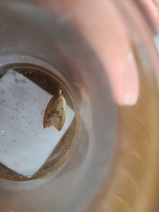 Machimia tentoriferella