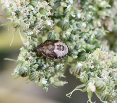 Peribalus strictus vernalis