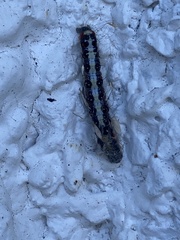 Acronicta psi