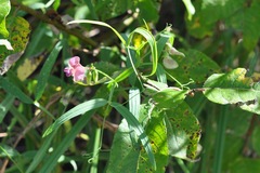 Lathyrus sylvestris